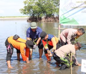 BPBD Pinrang Bersama Forkompimda Lakukan Menanam Pohon Mangrove, Untuk Mengurangi Resiko Bencana