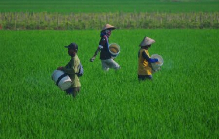 Kenaikan Suhu Bumi Dapat Berdampak Buruk Pada Tanaman Pangan.