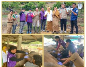 Dinas Peternakan dan Perkebunan Turunkan 25 Tenaga Pemeriksa Hewan, Menjelang Idul Adha